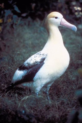 Albatros rabón Albatros rabón