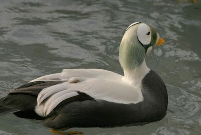Eider-de-lunetas Eider-de-lunetas