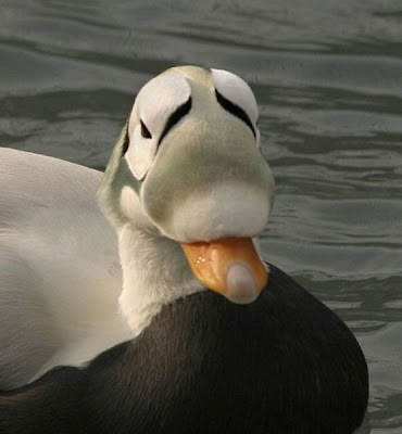 Eider-de-lunetas Eider-de-lunetas