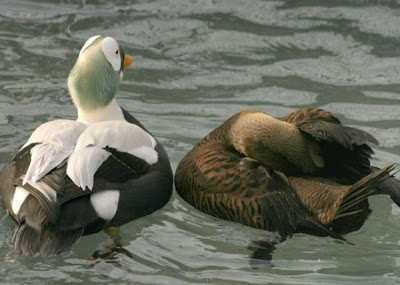 Eider-de-lunetas Eider-de-lunetas