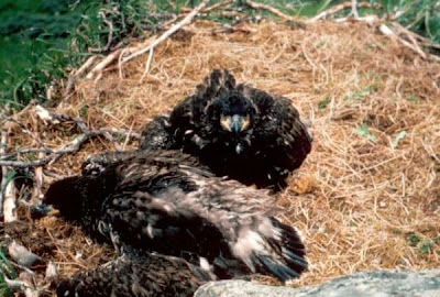 Bald Eagle Bald Eagle