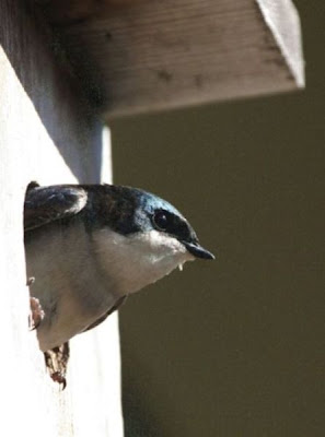 Tachycineta bicolor,
Andorinha-das-&aacute;rvores,
Golondrina bicolor,
hirondelle bicolore,
Rondine arboricola bicolore,
Sumpfschwalbe,
Tree Swallow