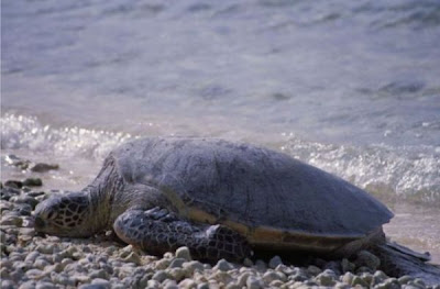 Common green sea turtle