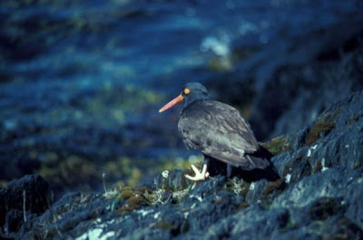Haematopus bachmani,
Black Oystercatcher,
Ostrero negro