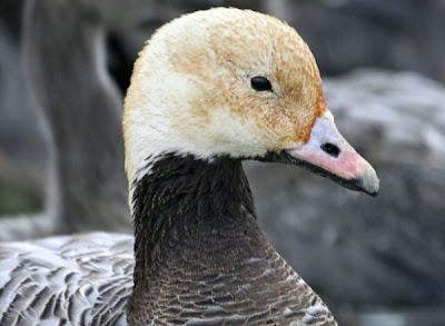 Ansar Emperador
