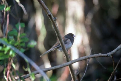Junco Pizarroso