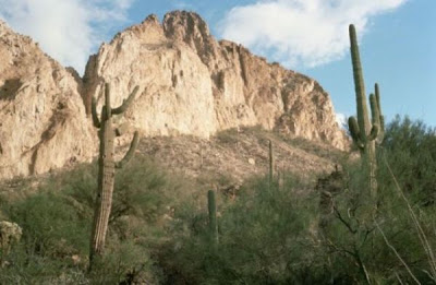 Sage-of-the-desert