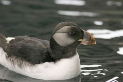 Atlantic Puffin Atlantic Puffin