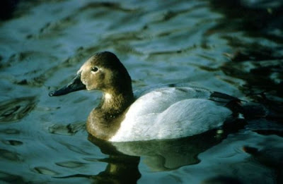 Canvasback Canvasback