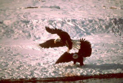 Bald Eagle Bald Eagle
