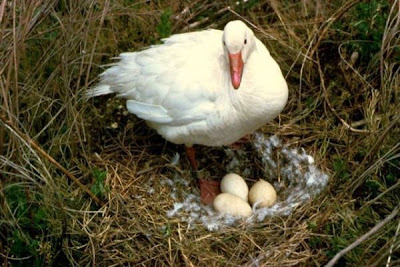 Abser caerulescens