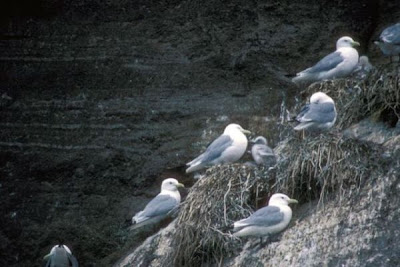 Black-legged Kittiwake Black-legged Kittiwake