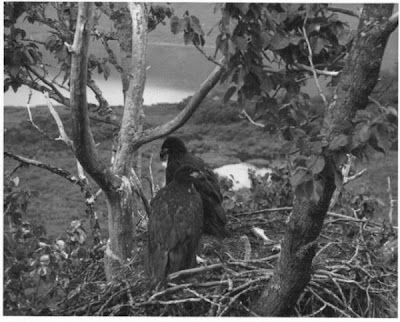 Bald Eagle Bald Eagle