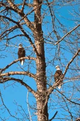 Bald Eagle Bald Eagle