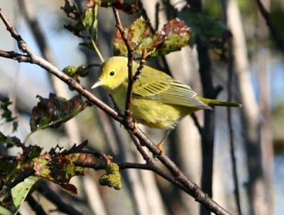 American Yellow Warbler American Yellow Warbler