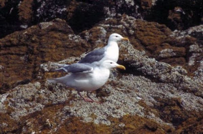 Gabbiano glauco del Pacifico