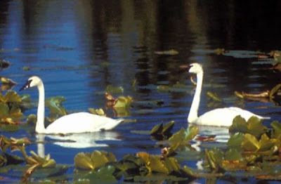 Cisne de tundra Cisne de tundra