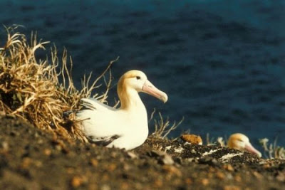 Albatros rabón Albatros rabón