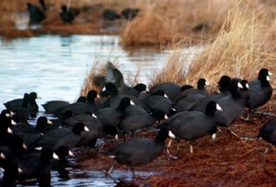 American Coot American Coot