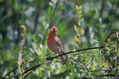 Cassin's Finch Cassin's Finch