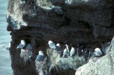 Black-legged Kittiwake Black-legged Kittiwake