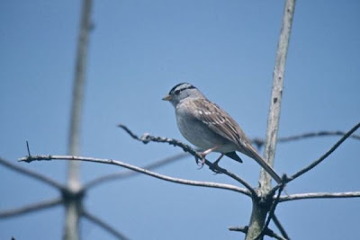 Zonotrichia leucophrys,
bruant &agrave; couronne blanche,
bruant &Oacute; couronne blanche,
Dachsammer,
Escrevedeira-de-testa-branca,
Gorri�n corona blanca,
Gorri&oacute;n corona blanca,
Passero corona bianca,
Sabanero de Corona Blanca,
White-crowned Sparrow