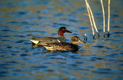 Eurasian Teal