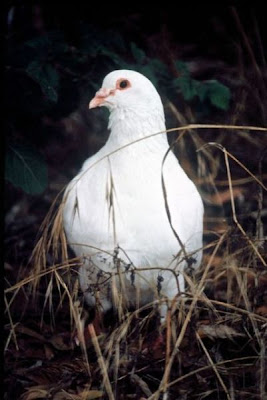 Common Pigeon Common Pigeon
