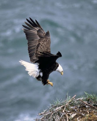 Bald Eagle Bald Eagle
