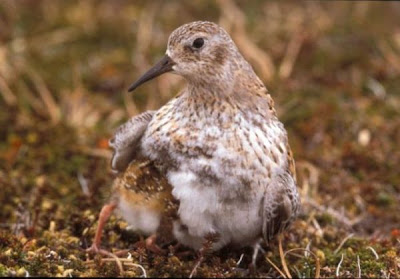 Calidris minutilla,
b&eacute;casseau minuscule,
Correlimos Menudillo,
Least Sandpiper,
Pilrito-an&atilde;o,
Piro-piro americano,
Playero chichicuilote,
Wiesenstrandl&auml;ufer