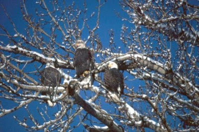 Bald Eagle Bald Eagle