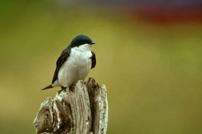 Image of Tree Swallow