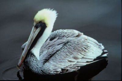 Image of Brown Pelican