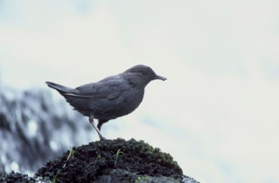 Image of American dipper