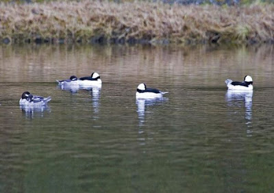 Image of Buffleheads