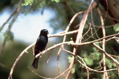 Image of Bird