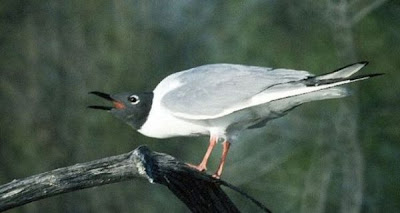 Image of Bonaparte's Gull