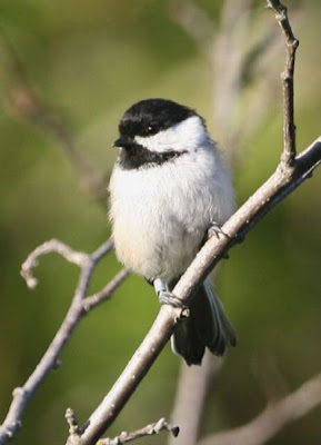 Image of Black-capped Chickadee