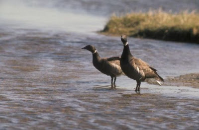 Image of Brant Pair