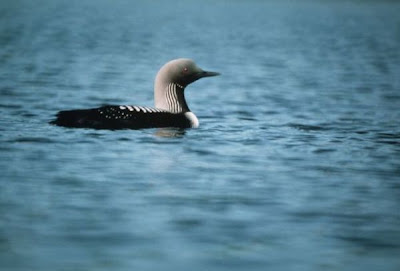Image of Arctic Loon
