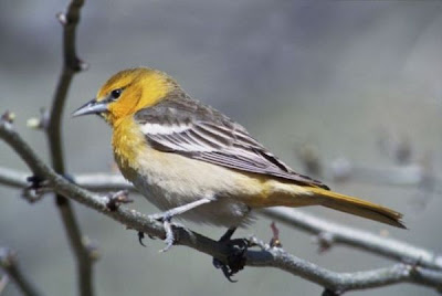 Image of Bullock's Oriole- female