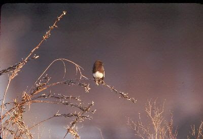 Image of Black Phoebe