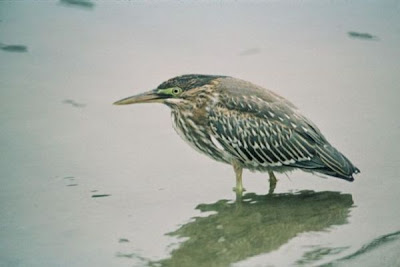 Image of Green-backed Heron