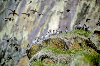 Image of Auklet Colony