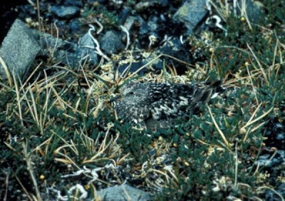Image of Surfbird Camouflaged in Vegetation