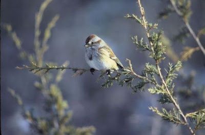 Image of American tree sparrow