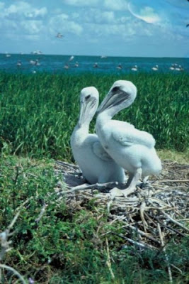 Image of Immature Brown Pelicans