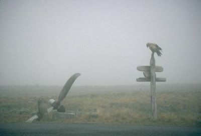 Image of Amchitka Island Eagle