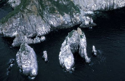 Image of Semidi Islands - seabird colony
