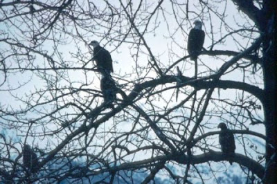 Image of Bald Eagles
